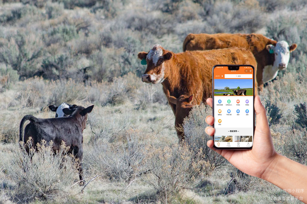 活牛电商平台：畜牧业线上交易的领先平台