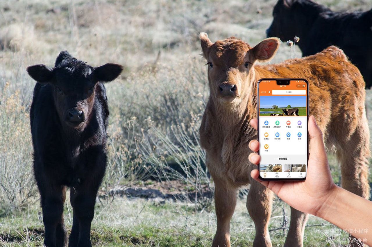肉牛交易，山西省网上交易牛有哪些常用的渠道