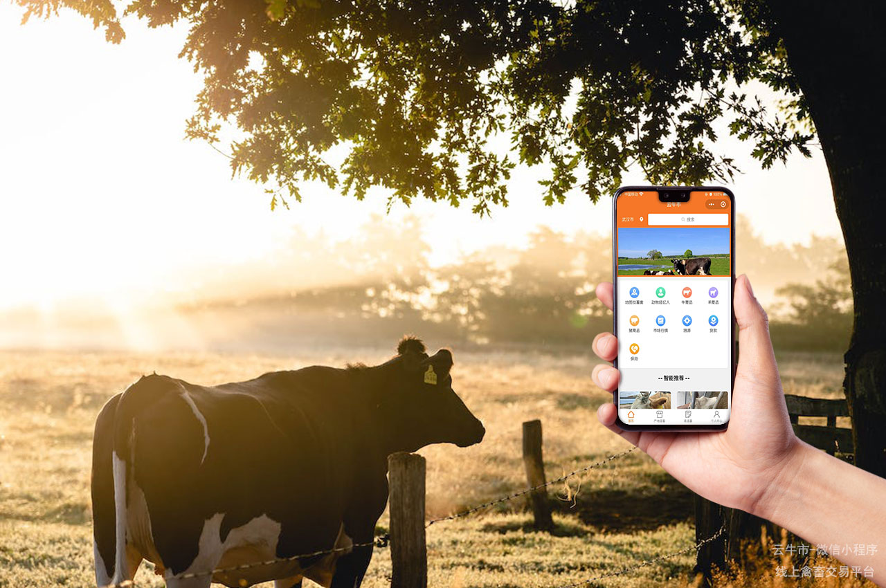 网上禽畜交易，湖北省商贩如何在微信小程序上找到安全的牛只交易
