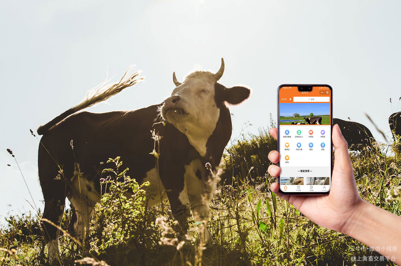 活牛交易网站：提供详尽的牛只交易信息和服务