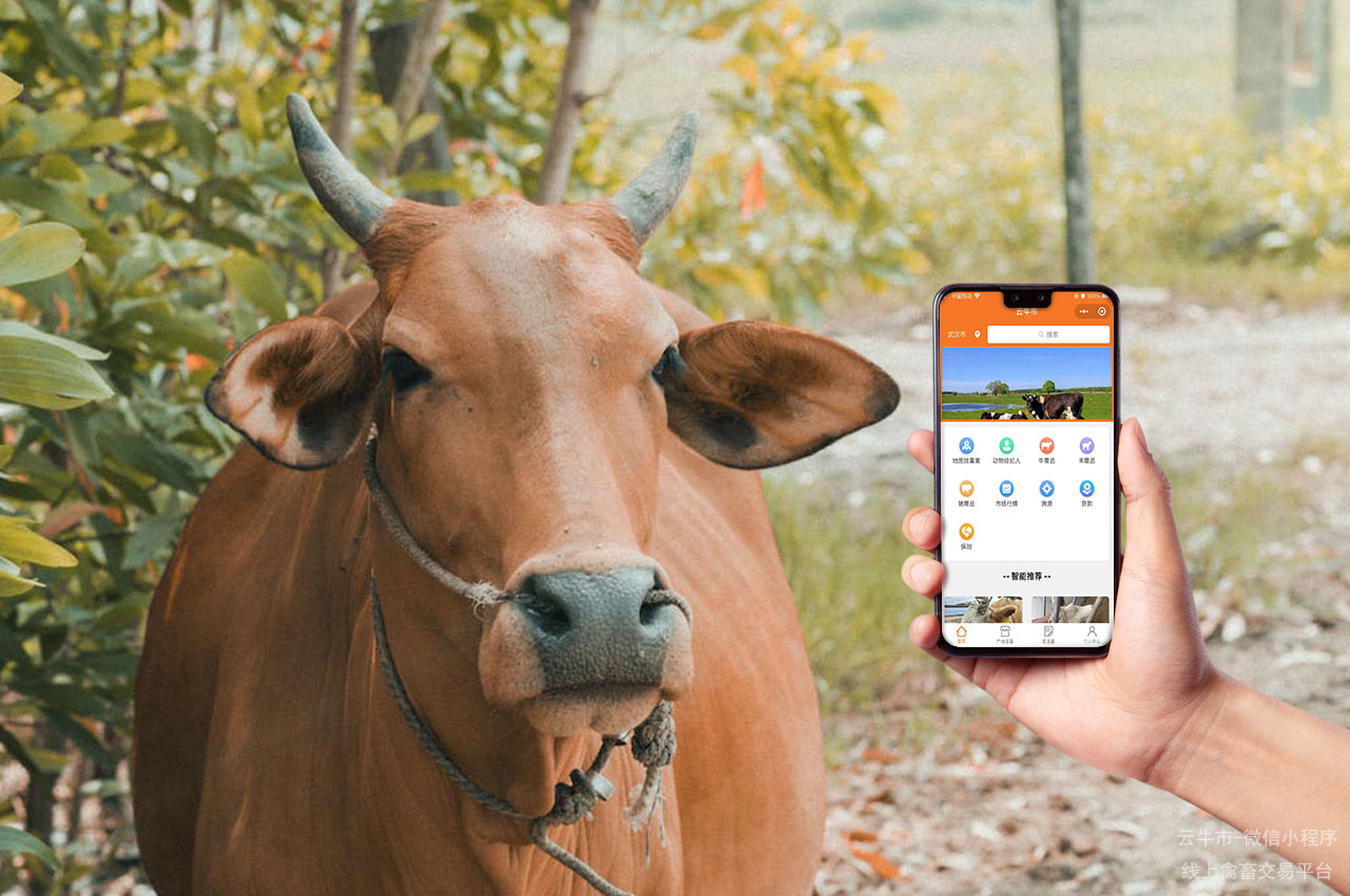 网上肉牛买卖，农场主如何在网上选购性价比高的小牛？这些技巧要掌握