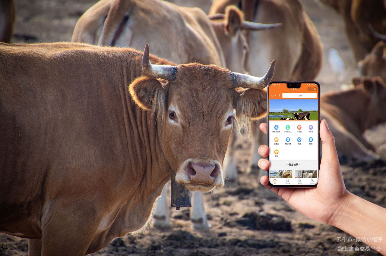 全国活畜交易网：畜牧业交易信息一站式平台