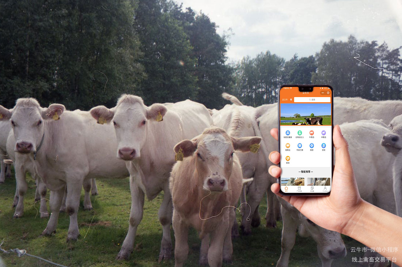 网上活牛交易，如何在贵州省选择适合自己养殖场的奶牛