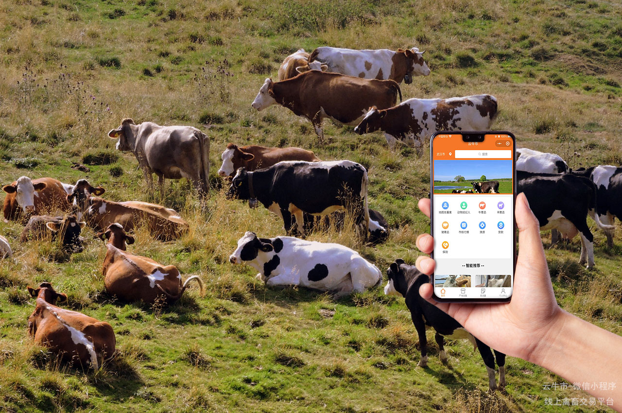 网上禽畜交易，贵州商贩如何在微信小程序上找到放心的牛犊？详细攻略！