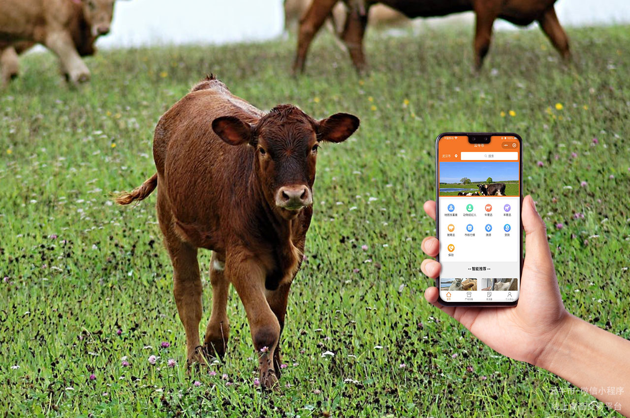 网上禽畜交易，云集全国肉牛信息，让养殖事业更上一层楼