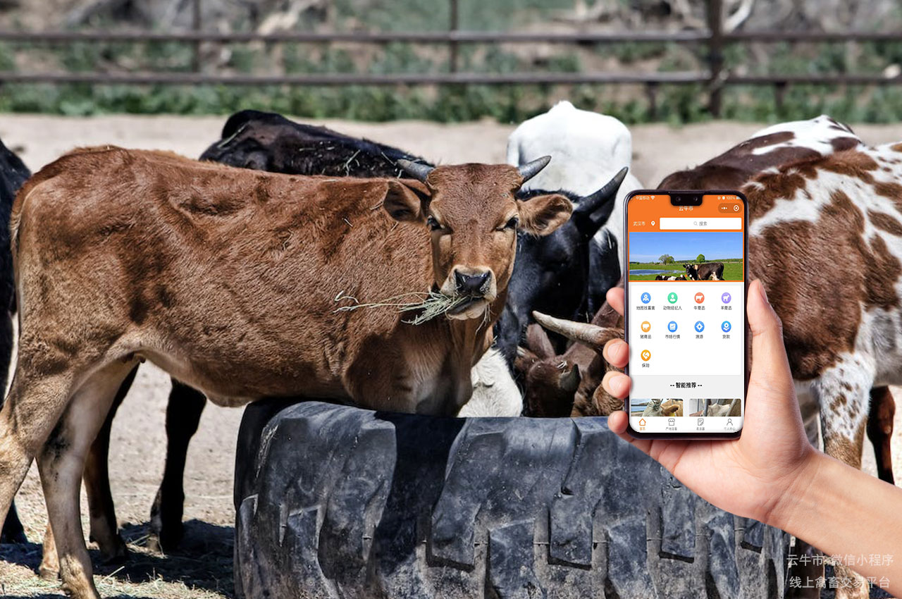 禽畜买卖，网上肉牛交易信息，为您的养殖事业保驾护航