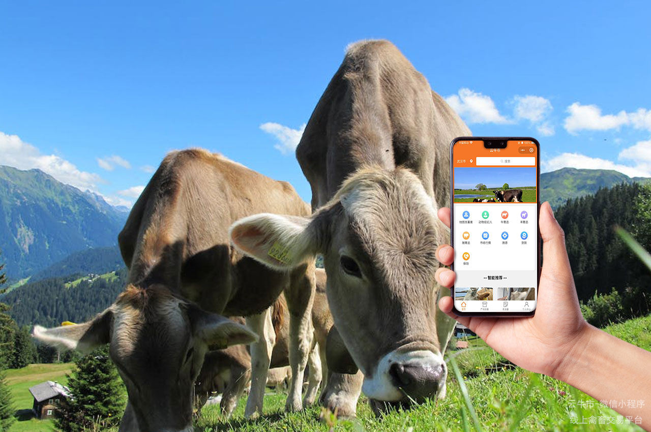活牛电商平台：畜牧业数字化转型的得力助手