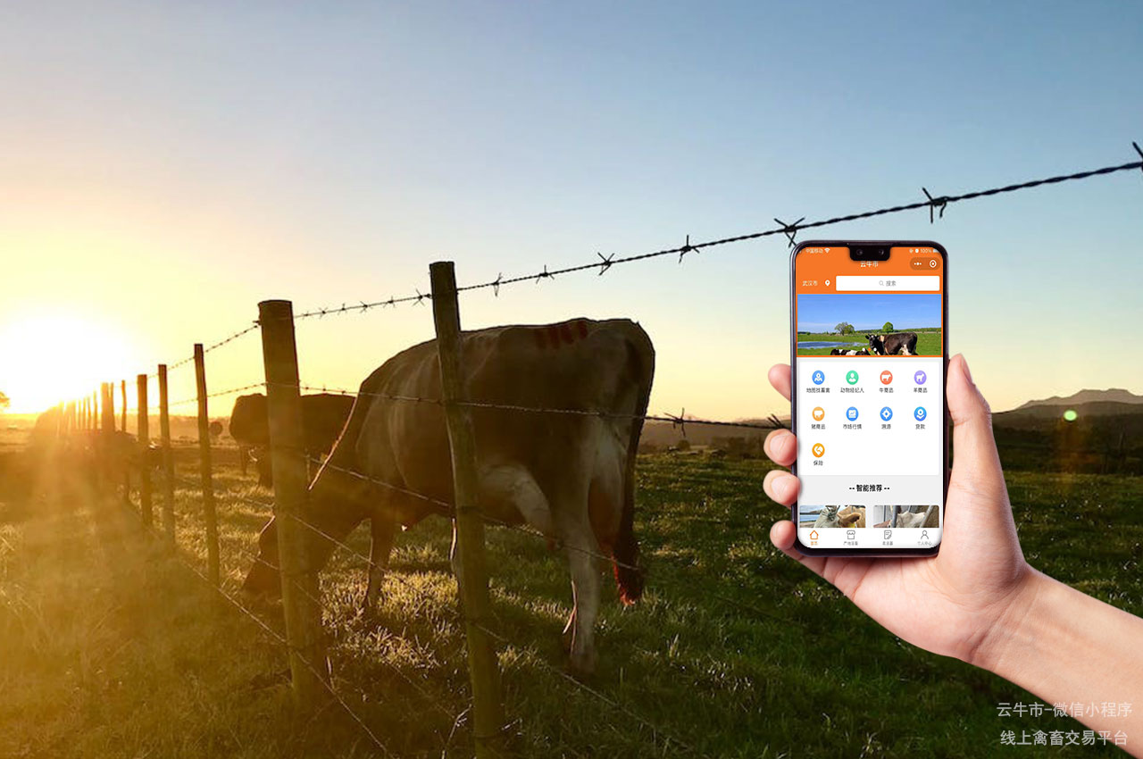 活牛电商平台：购买肉牛的网络平台